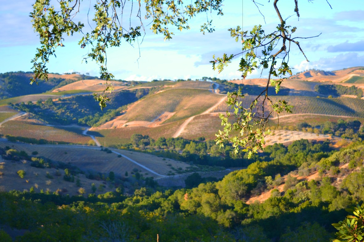 Paso Robles from the Fire Road