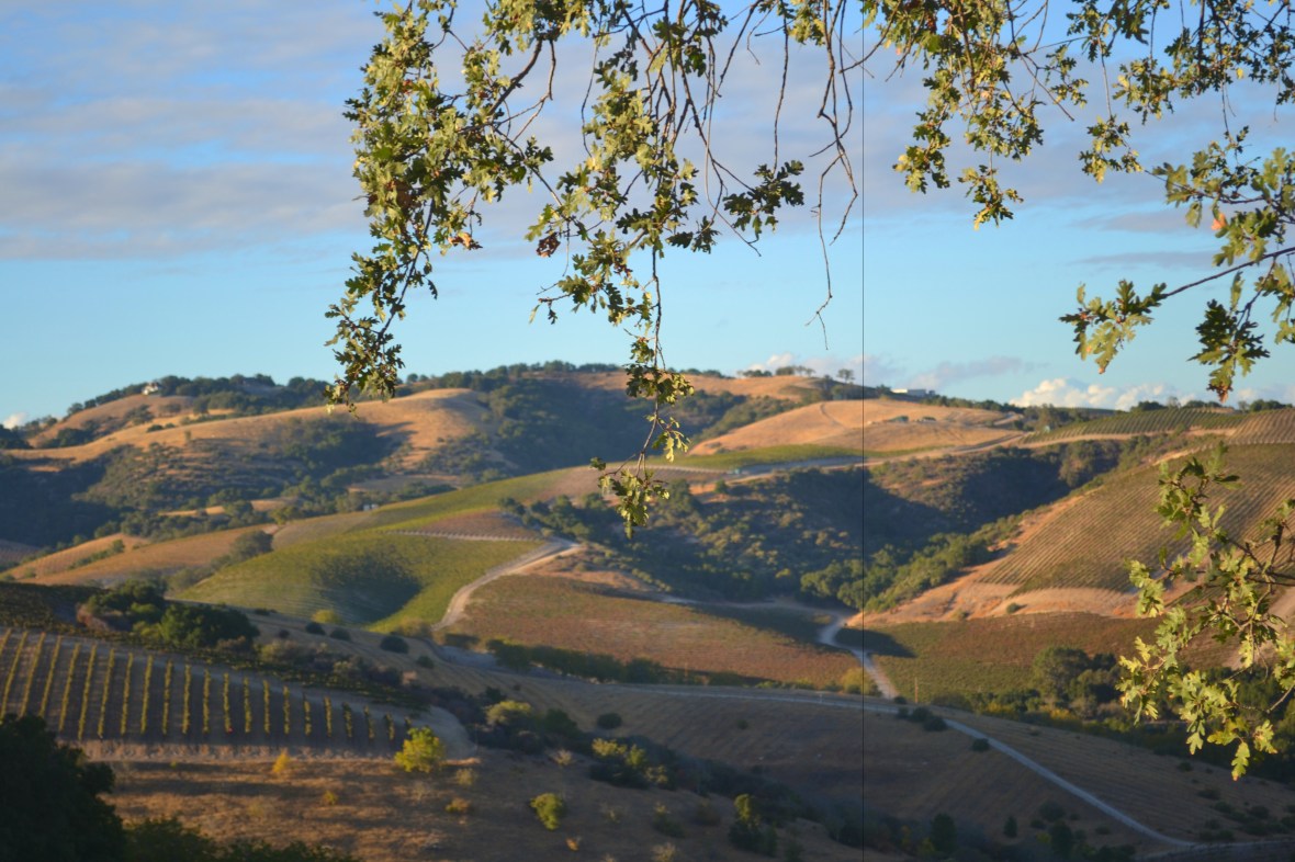 Paso Robles Hills from Jeep Tour