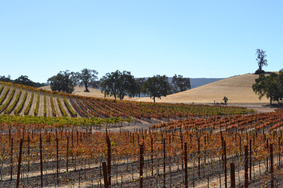Fall Colors on the Vines 3